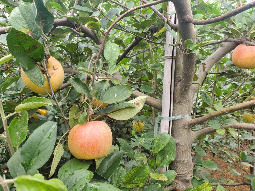 新西兰爱妃苹果苗在各地区的种植表现