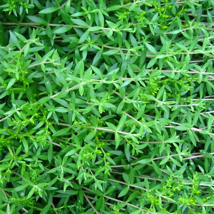 地被观赏植物卧茎景天房顶隔热庭院美化绿化