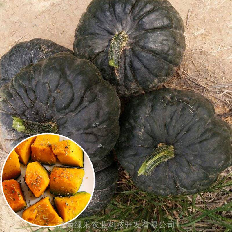 短蔓甜如蜜高产日本黑皮疙瘩南瓜种子籽小菜园四季播甜南瓜