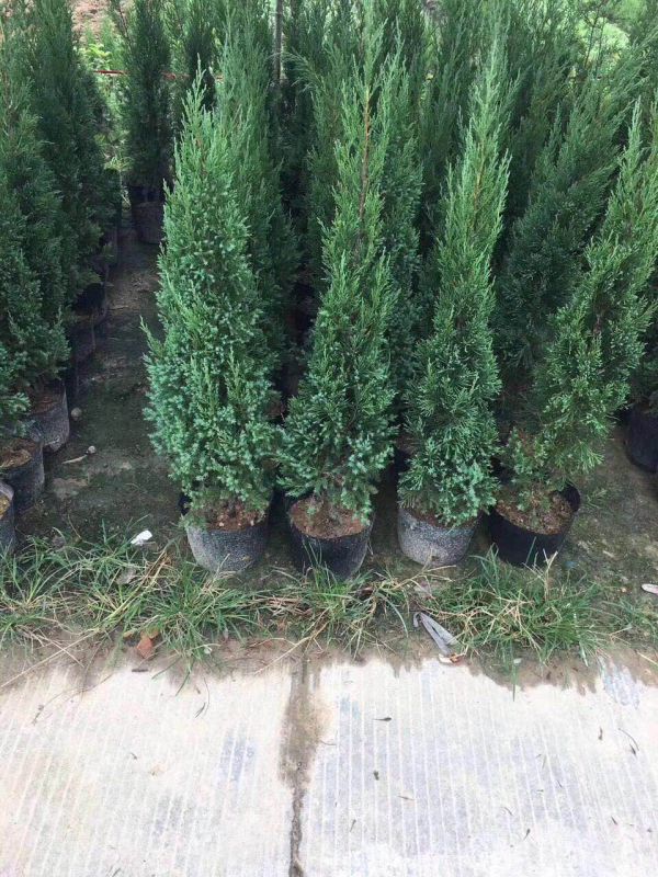 四川自贡小苗蜀桧袋苗行道添景塔柏盆景原产地装车发货