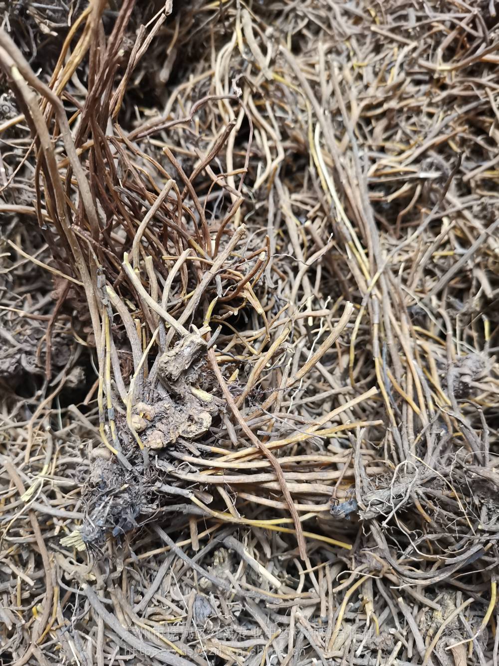 野生马尾连产地供应