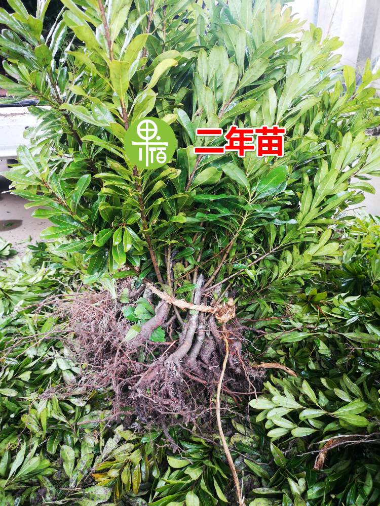 三年生黑晶杨梅树苗价格及杨梅苗基地展示