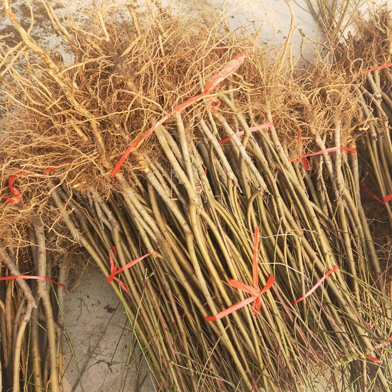 中熟桃树苗秋彤桃树苗哪里有图片