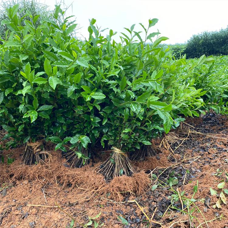 基地龙井43茶苗云南大叶种蒙山9号安吉白茶苗9月份出圃