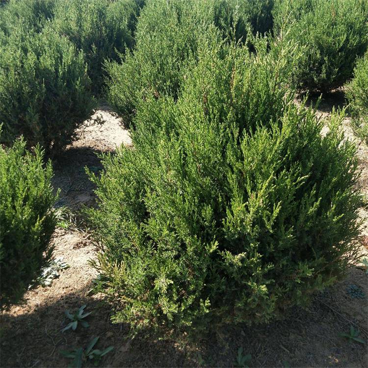 蜀桧塔柏球庭院工程绿化苗木行道观赏树四季常青基地