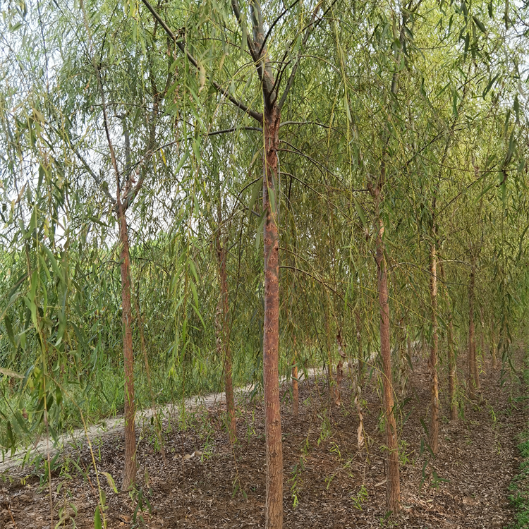 4公分柳树 园林苗木 大冠幅 景区观赏