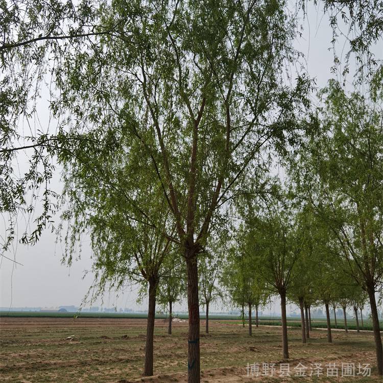 4公分柳树 园林苗木 大冠幅 景区观赏