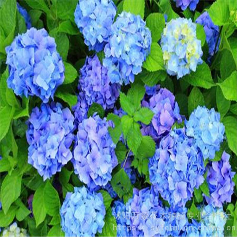 供应八仙花 别名草本绣球 绣球花 粉团花 变色花价格 中国供应商