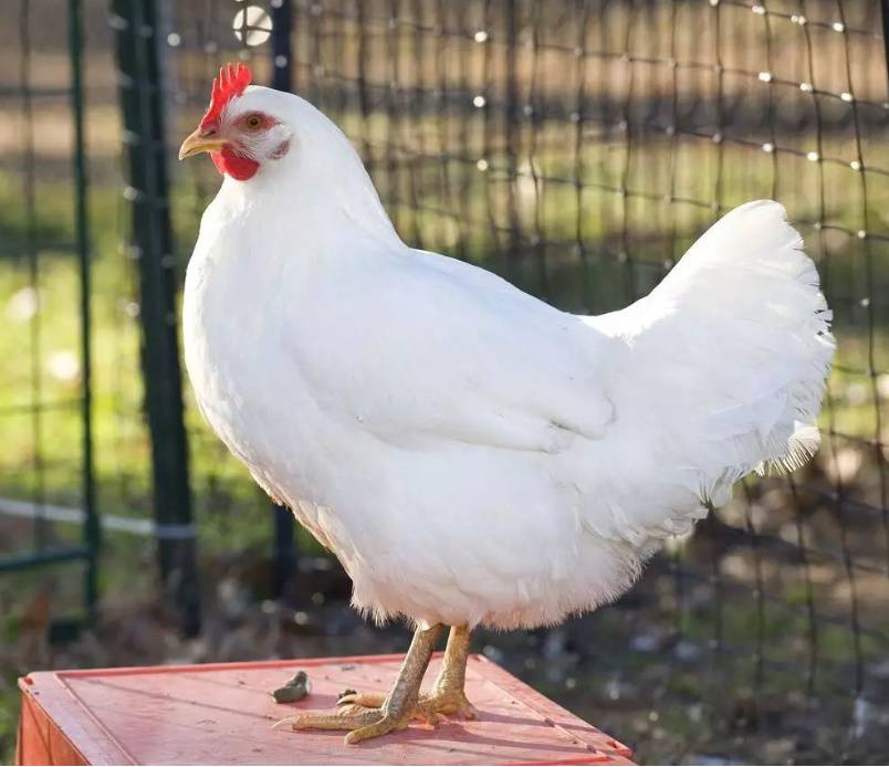 鹤壁市常盛蛋鸡青年鸡养殖场海兰褐青年鸡产蛋率高耗料少签订合同保量