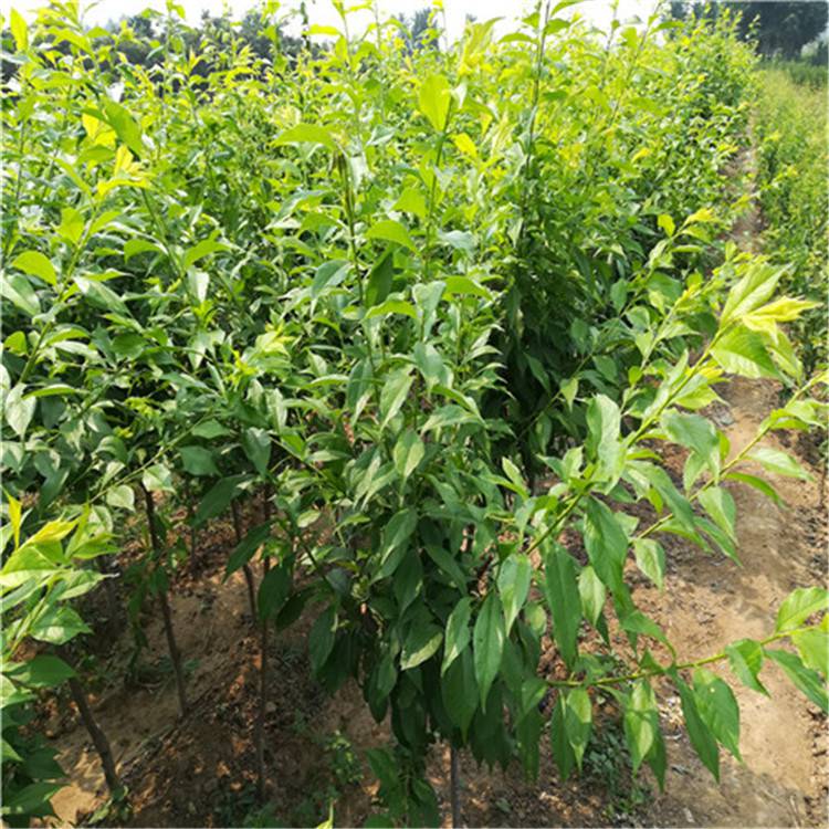 李子小苗李子树苗新品种李子苗价格嫁接李子树苗2年李子苗