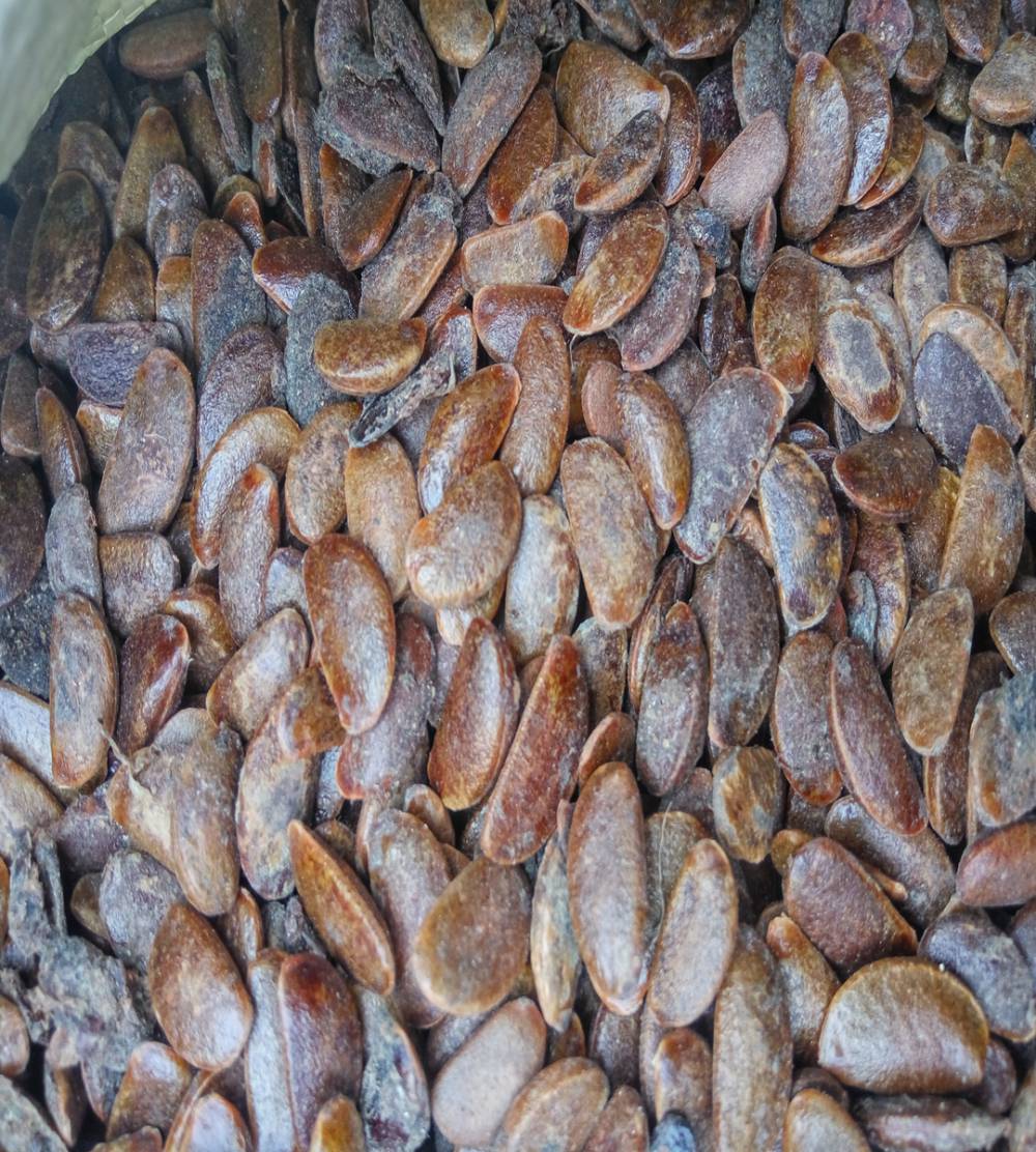 皂角种子露天种植短枝型品种枸橘种子大棚种植