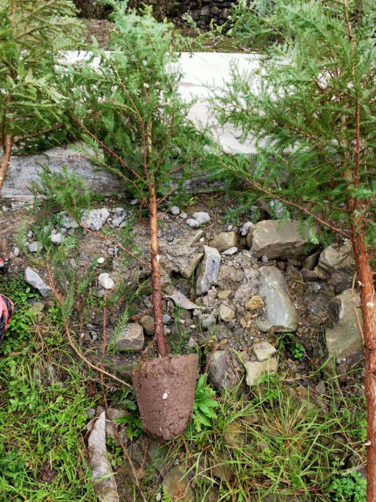 北美红杉小苗北美红杉树苗一年生苗高80cm容器苗