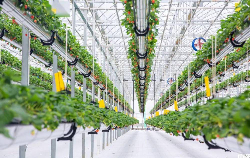 空中草莓草莓天瀑吊挂式草莓种植