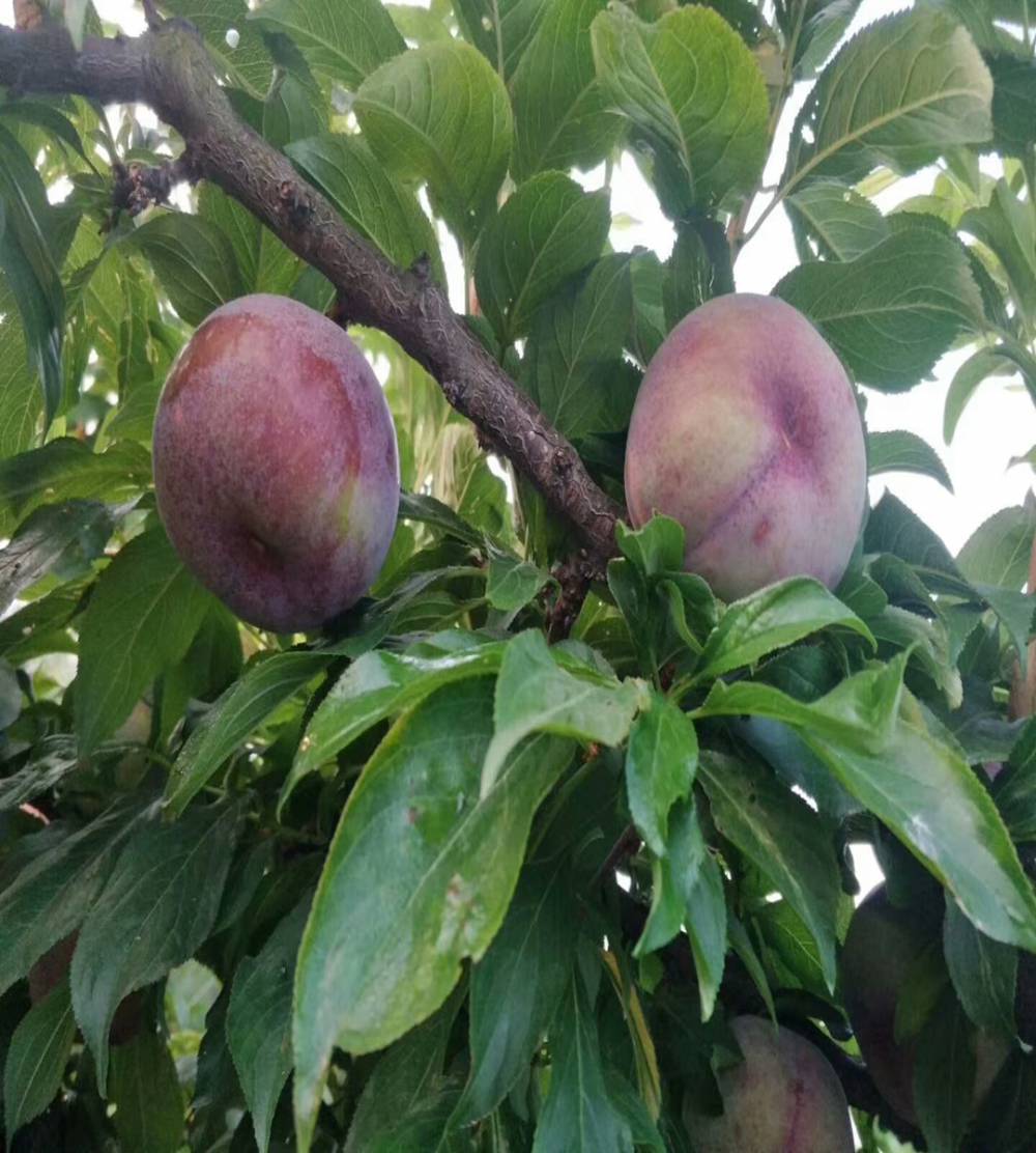 综合性状好美国蛇李厂家供应风味浓香加州天鹅绒2公分