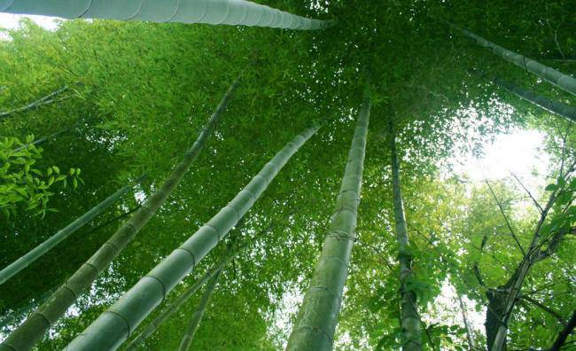 供应毛竹和麻竹5m至13m广西楠竹销售部