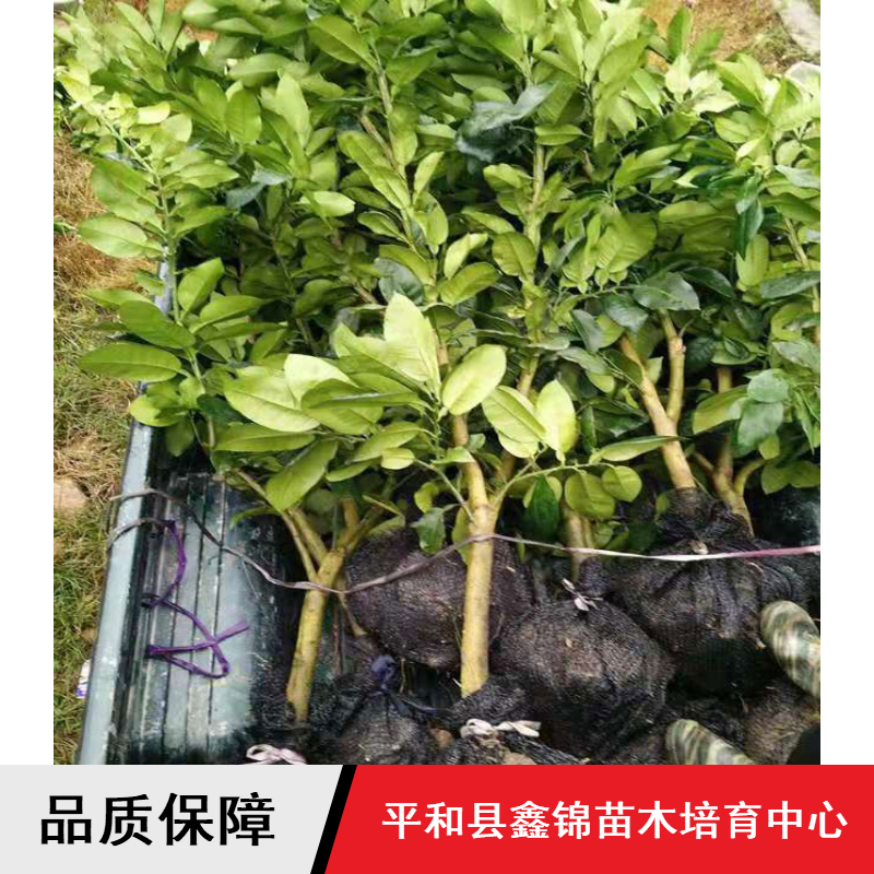 正宗黄肉蜜柚苗 柚子树苗多少钱一棵树 杭州蜜柚苗大量批发 平和县鑫锦苗木培育中心