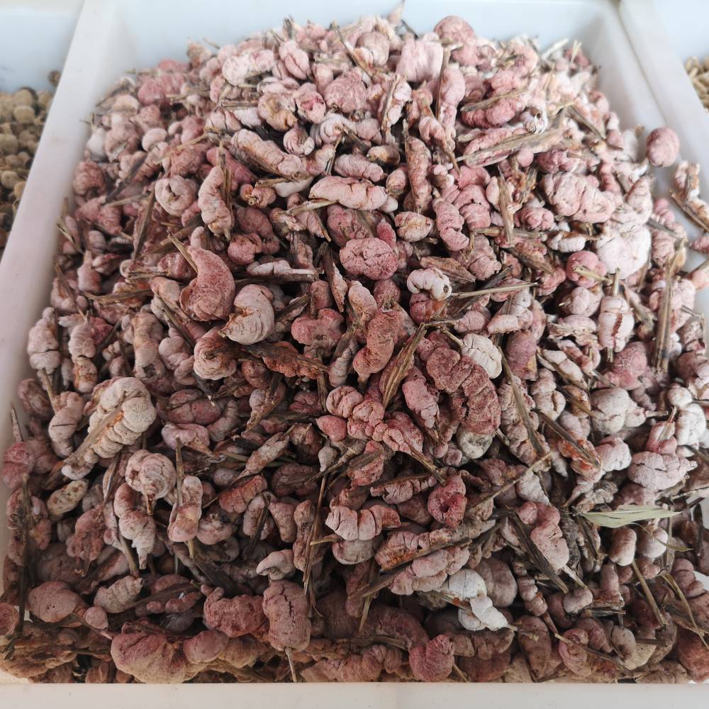 分布区域竹黄属属肉座菌科科肉座菌目目核菌纲纲