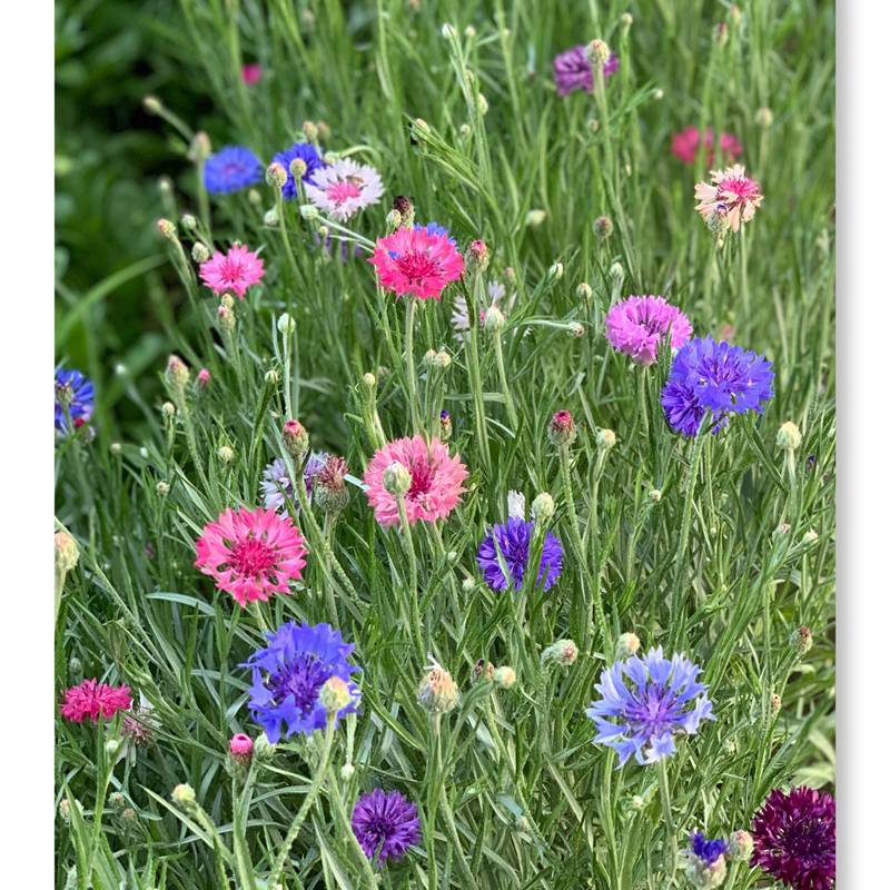 矢车菊是一种观赏价值比较高而花色以紫色,蓝色,红色等为主的有名观赏