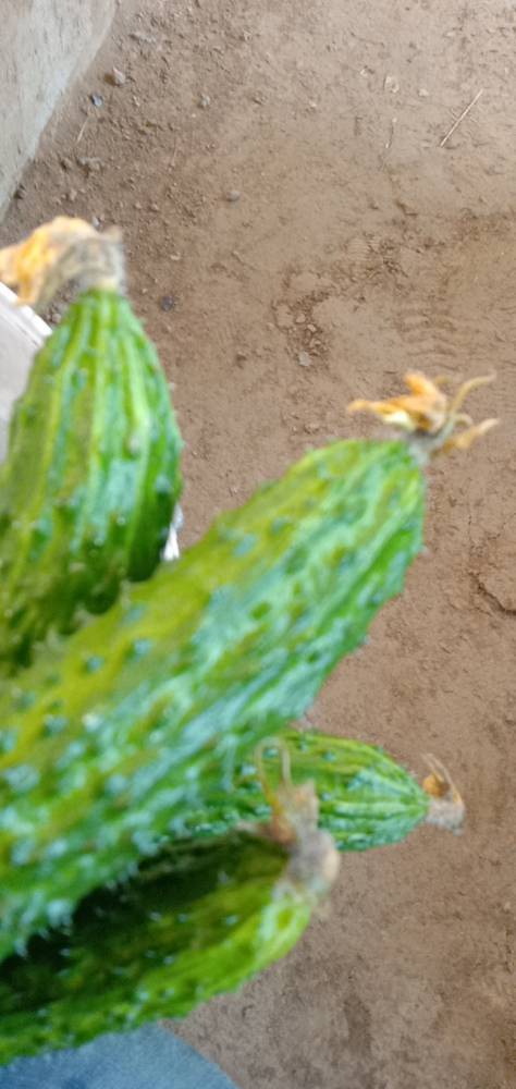 黄瓜霜霉病黄瓜顶端花腐烂的方法青枯立克杀菌剂效果好