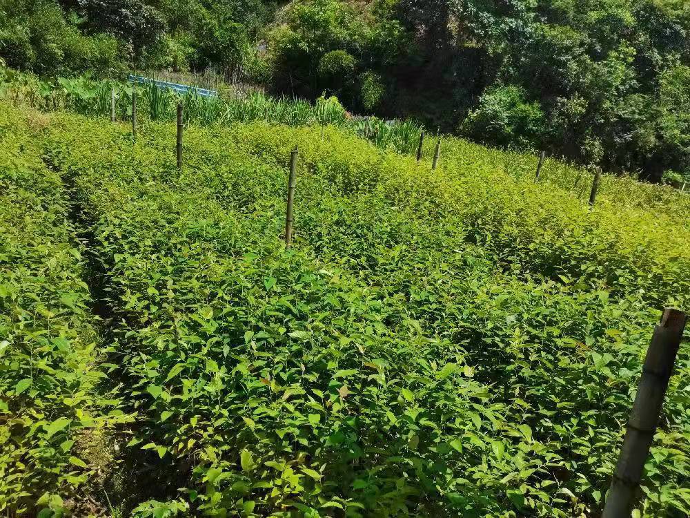 光皮桦树光皮桦小苗丛生光皮桦树苗树干修直落叶风景林图片