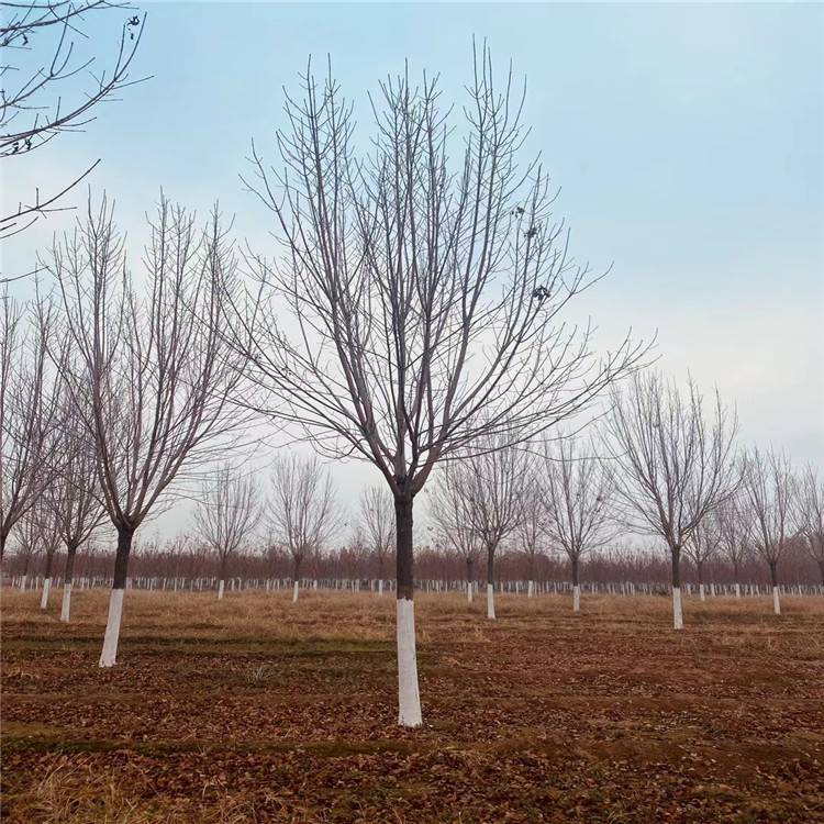 21222530公分白蜡丛生金叶白蜡街道庭院装饰树栽培简易