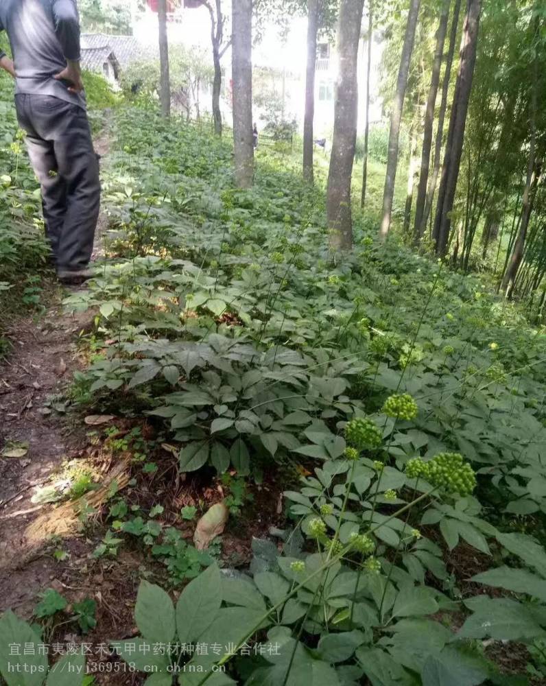 竹节参产地图片