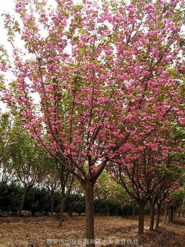 市岱岳区鑫和苗木***合作社位于山东泰安泰山区***从事樱花,樱花树