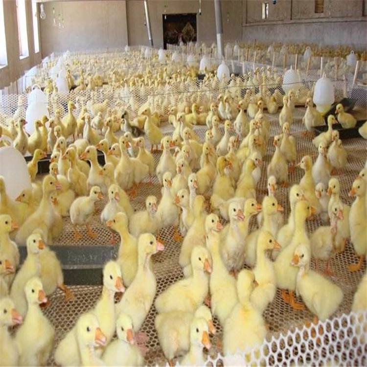 养鸡塑料平网报价_塑料平网厂家_养殖塑料平网