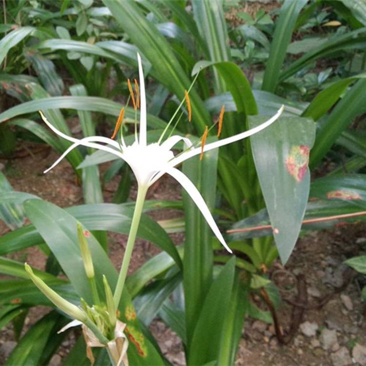 供应水生植物水鬼蕉蜘蛛兰水生植物水鬼蕉工程小苗图片