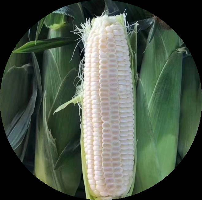 水果玉米种子雪甜7401糖度20度生吃的玉米