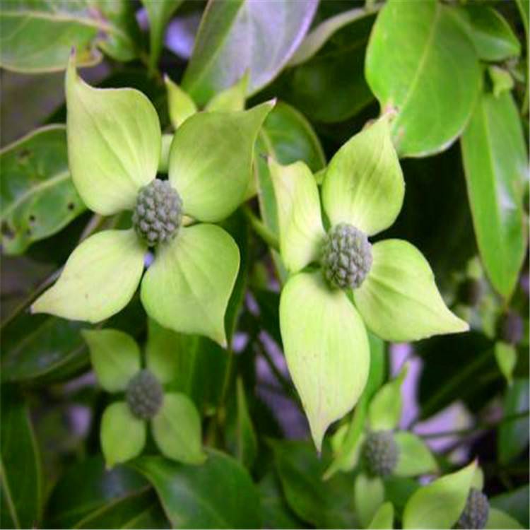 长期供应香港秀丽四照花丛生四照花树形优美量大优惠