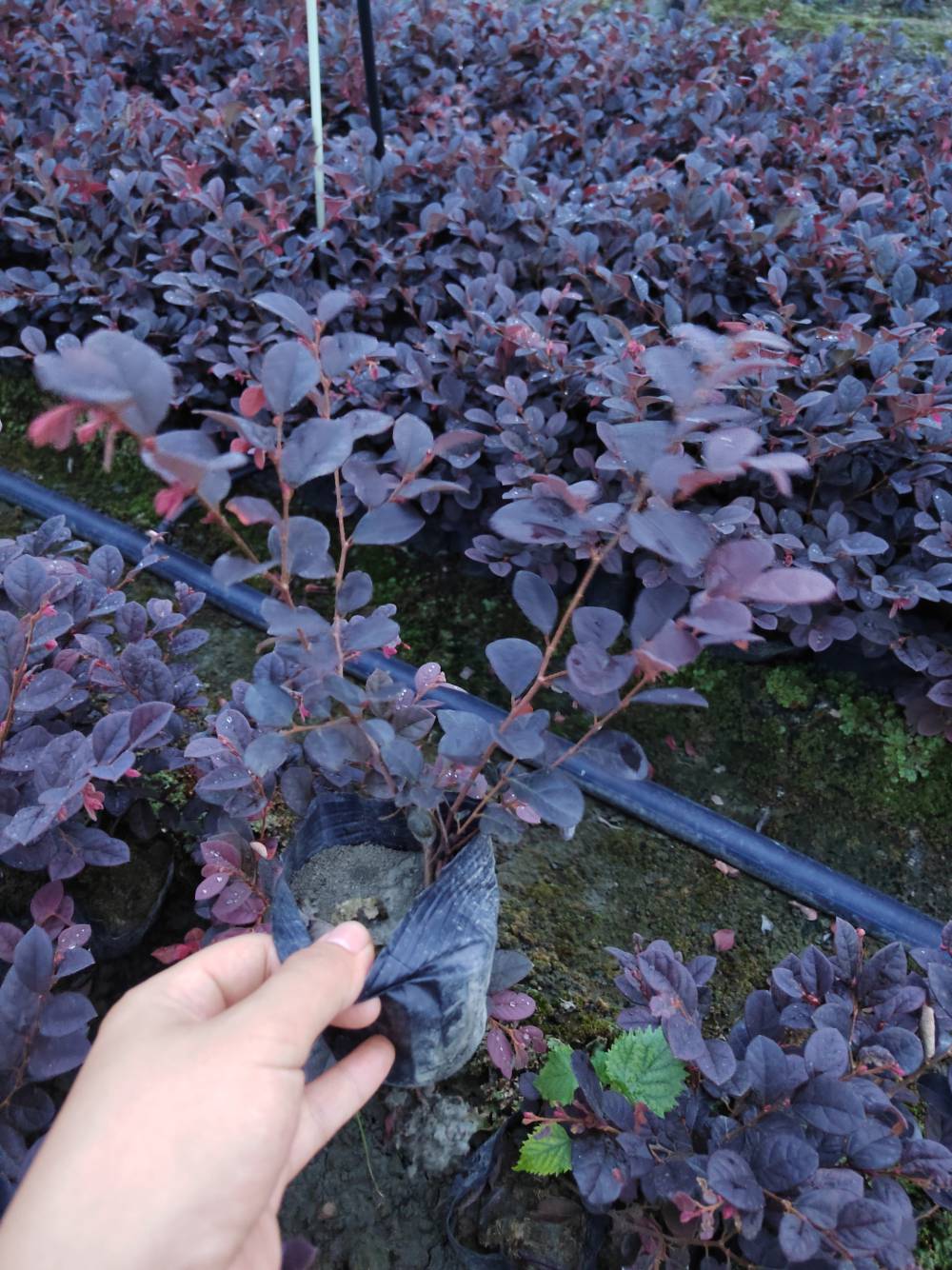 四川成都红继木苗子基地红花檵木装车价格红继木报价