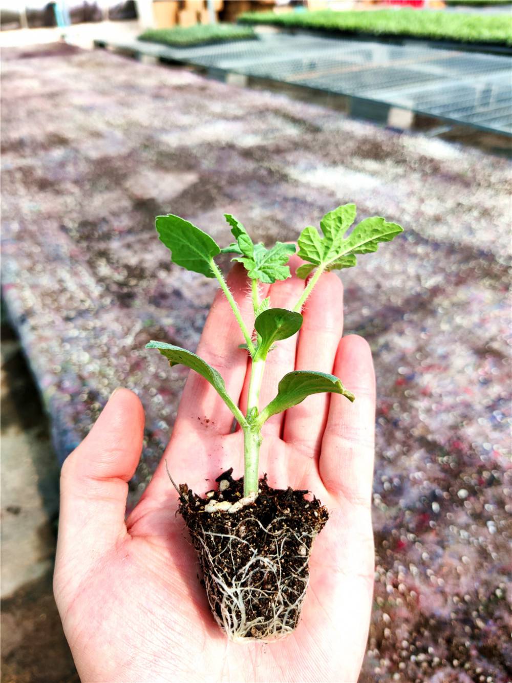 8424西瓜苗嫁接苗自根苗好利得