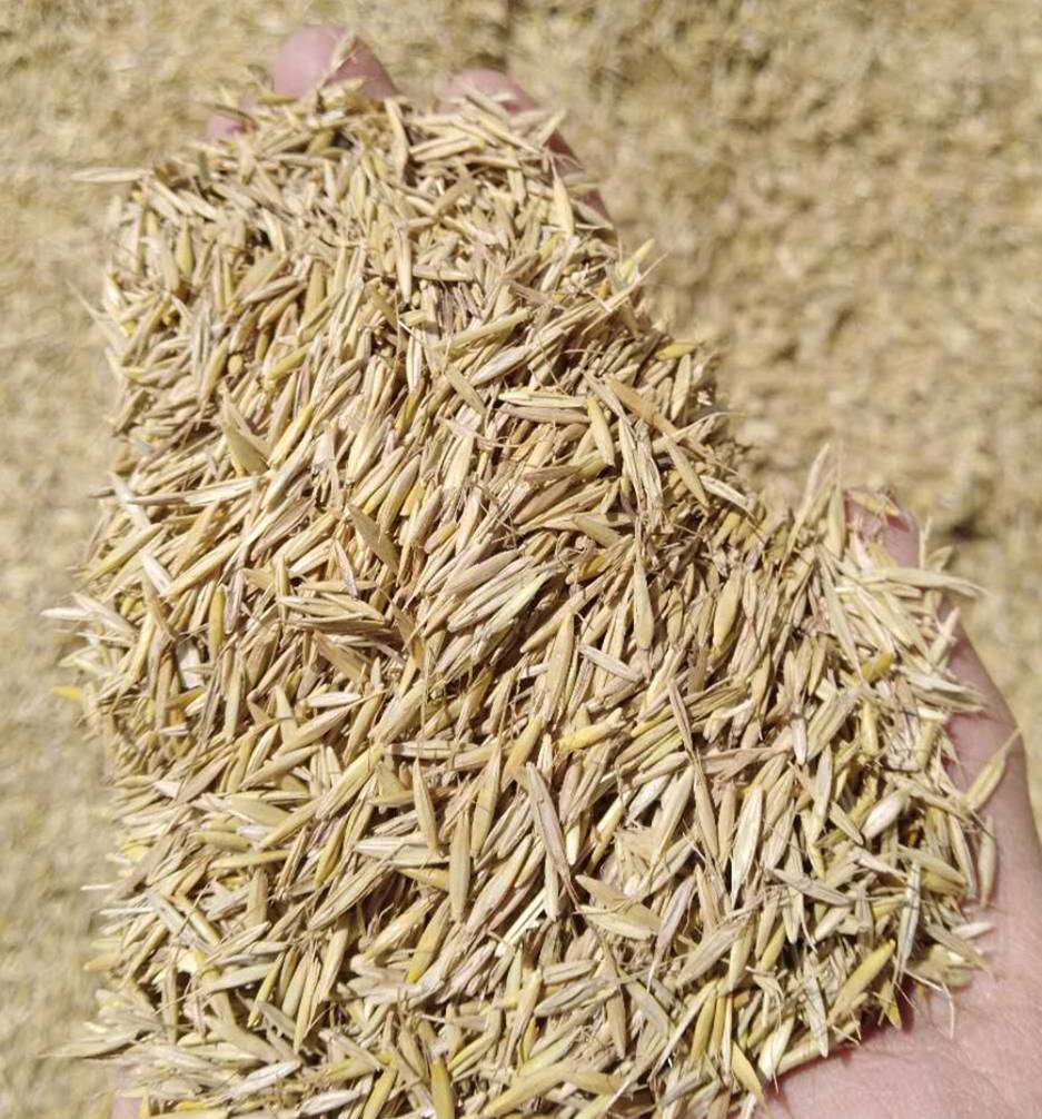 宁夏固原市批发牧草籽垂穗披碱草种子四季种养牛草碱草老芒麦耐寒耐寒