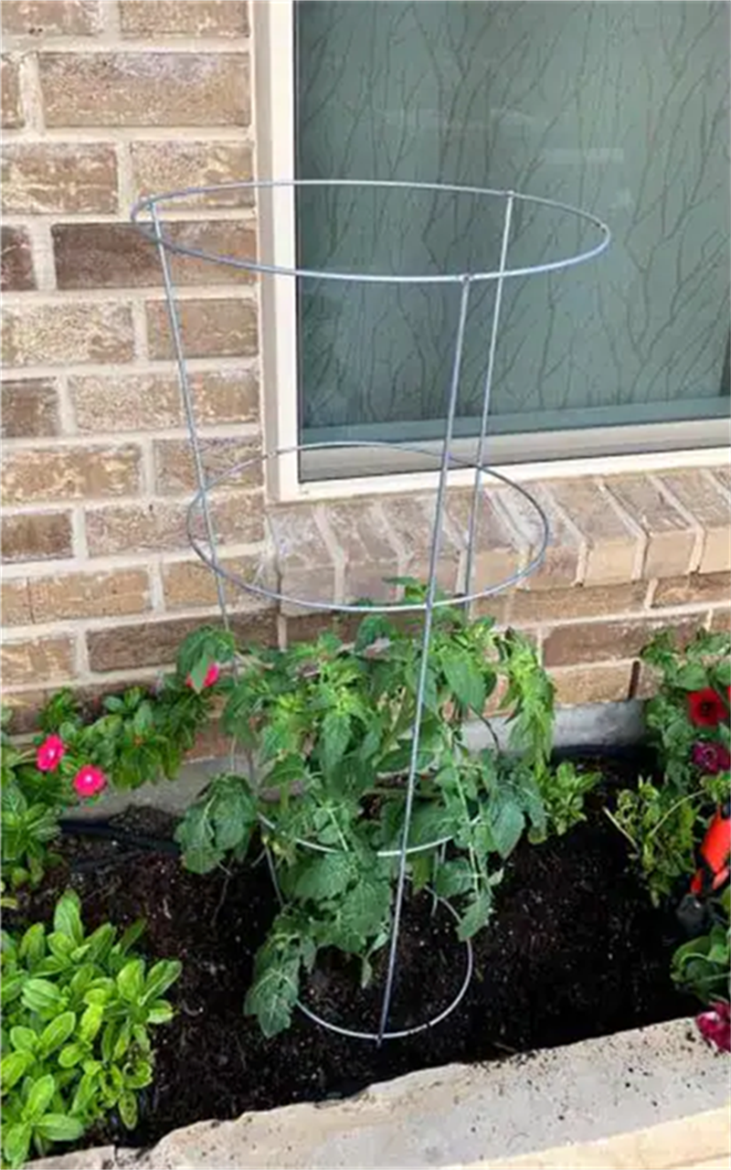 支持定制植物花卉攀爬架番茄架盘藤支架全身包塑稳定结实