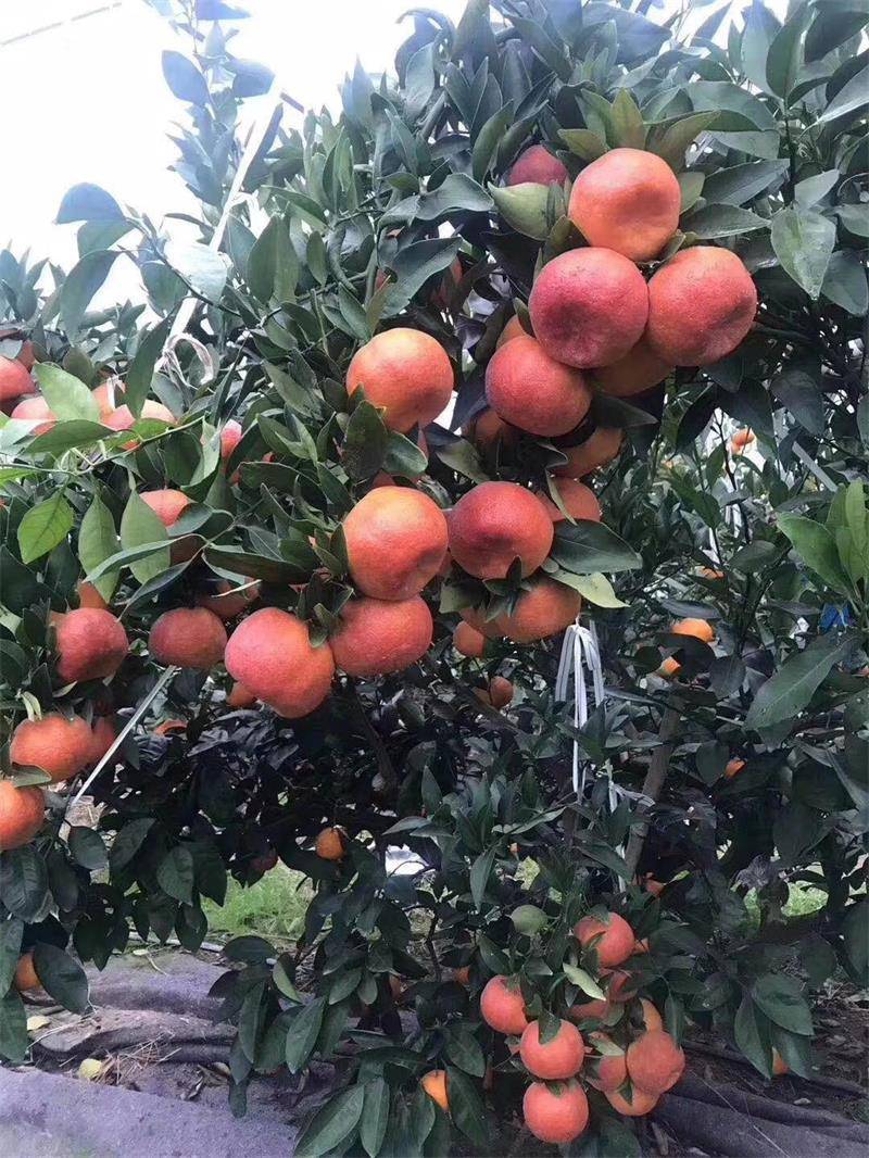 媛红椪柑介绍 椪柑苗 媛红椪柑视频