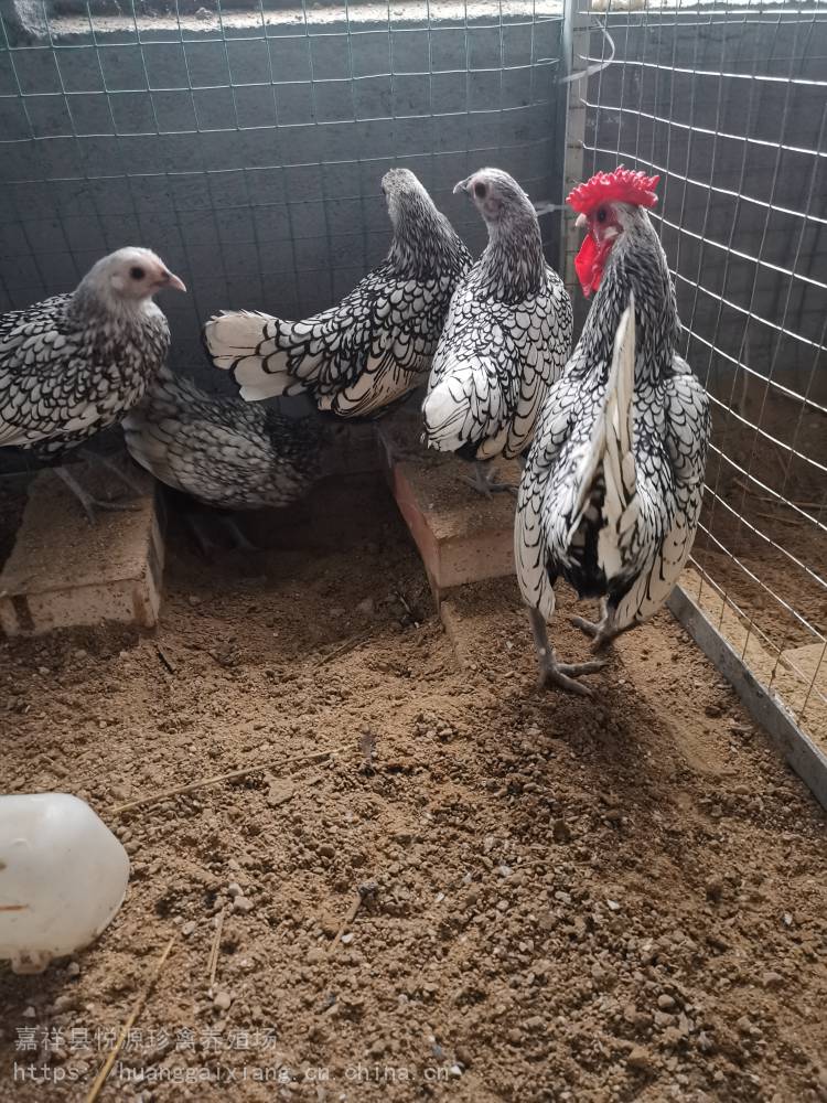 波兰观赏鸡黑白花波兰鸡细花纹波兰鸡