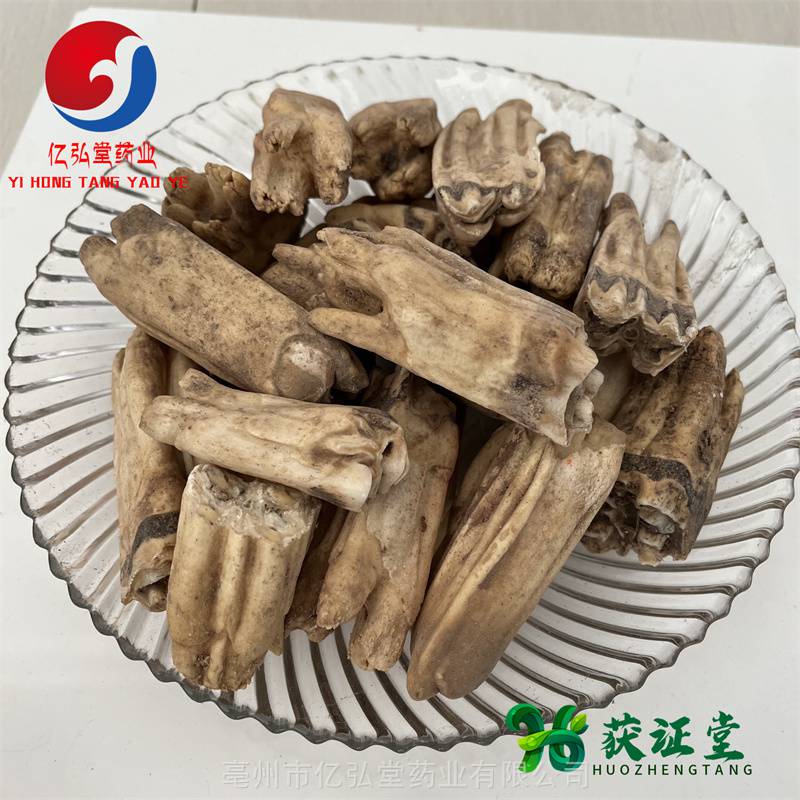 正宗牛牙黑牛牙供应中药材牛齿图片