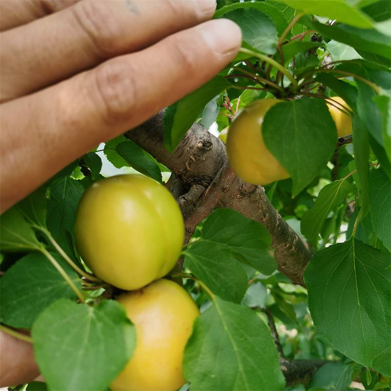 惠农农业一年苗杏树苗珍珠油杏苗现挖现卖规格多样