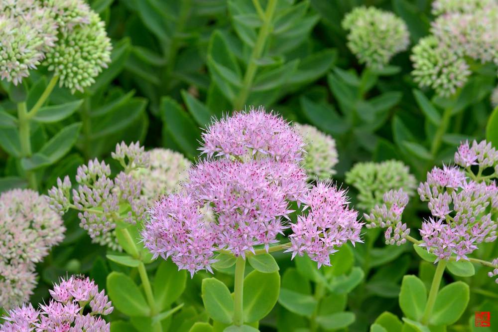 粉花八宝景天求购粉花八宝景天八宝景天绿化苗