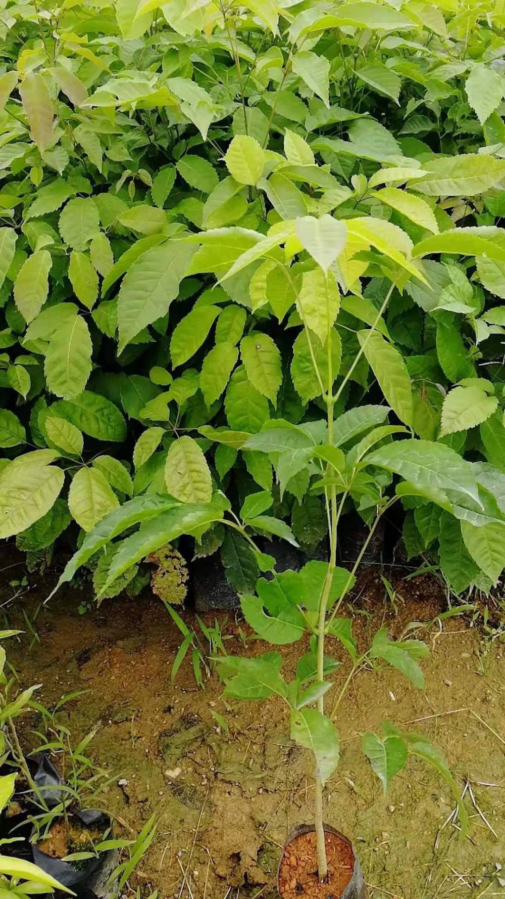 正宗紫花风铃木小苗供应商大绣球紫花风铃木小苗出售