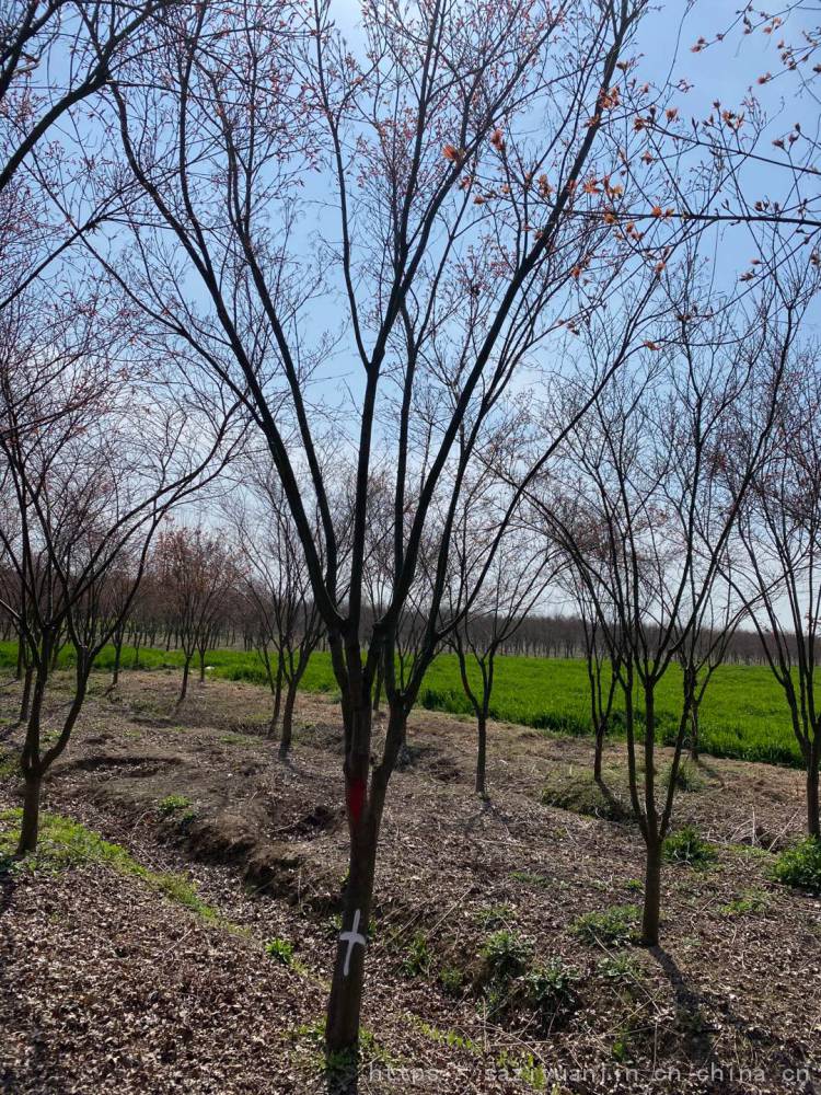 绿化工程鸡爪槭 基地直供 鸡爪槭苗圃直销