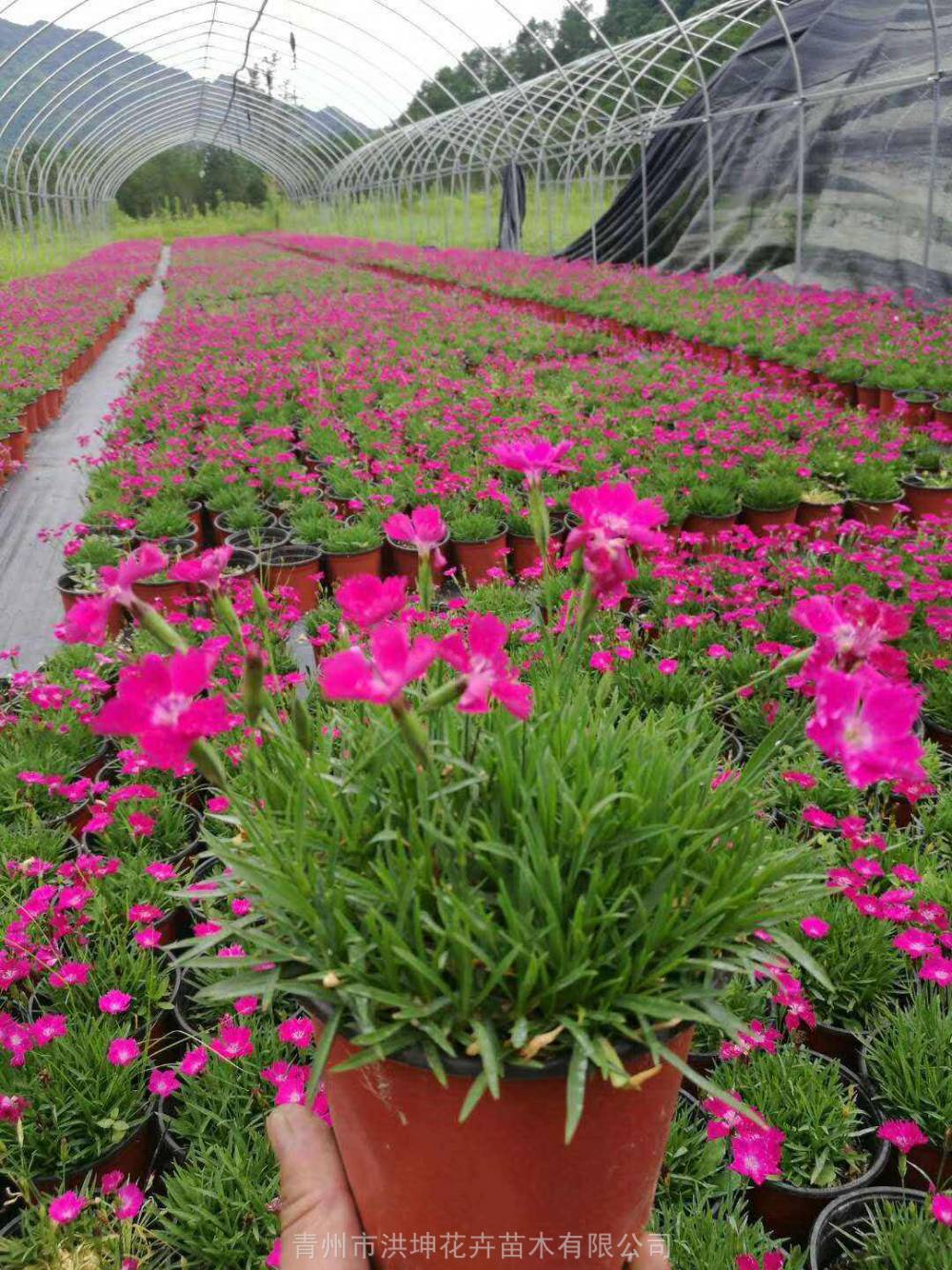 欧石竹 石竹花工程用苗 花海设计用欧石竹 庭院花卉 公园绿化花卉