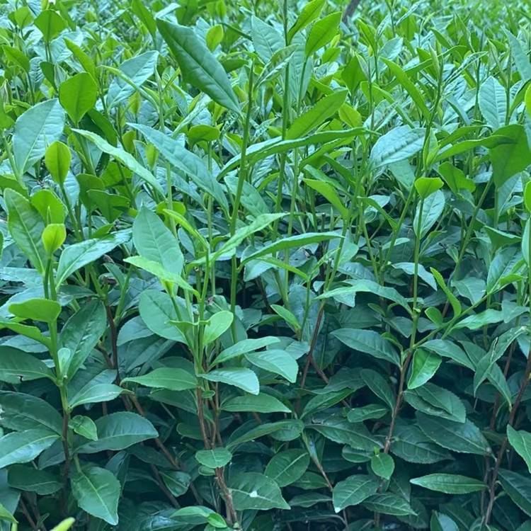 福鼎大白茶苗福选9号茶苗根系发达