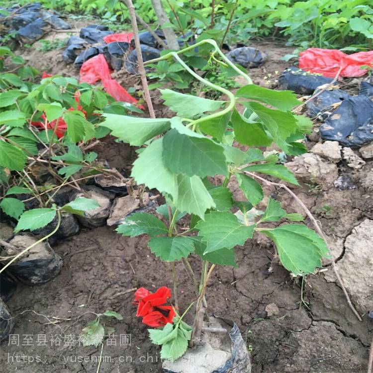 固原苗子爬墙虎直径 爬藤盆栽植物 爬山虎苗圃