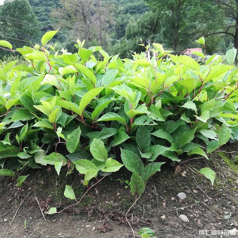 辽宁五味子苗基地出售一年生五味子苗高产抗病耐寒成活率高