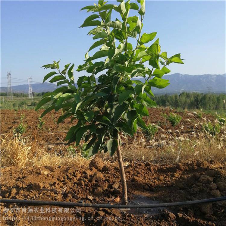 黄蜜樱桃苗红灯樱桃车厘子苗青藤农业