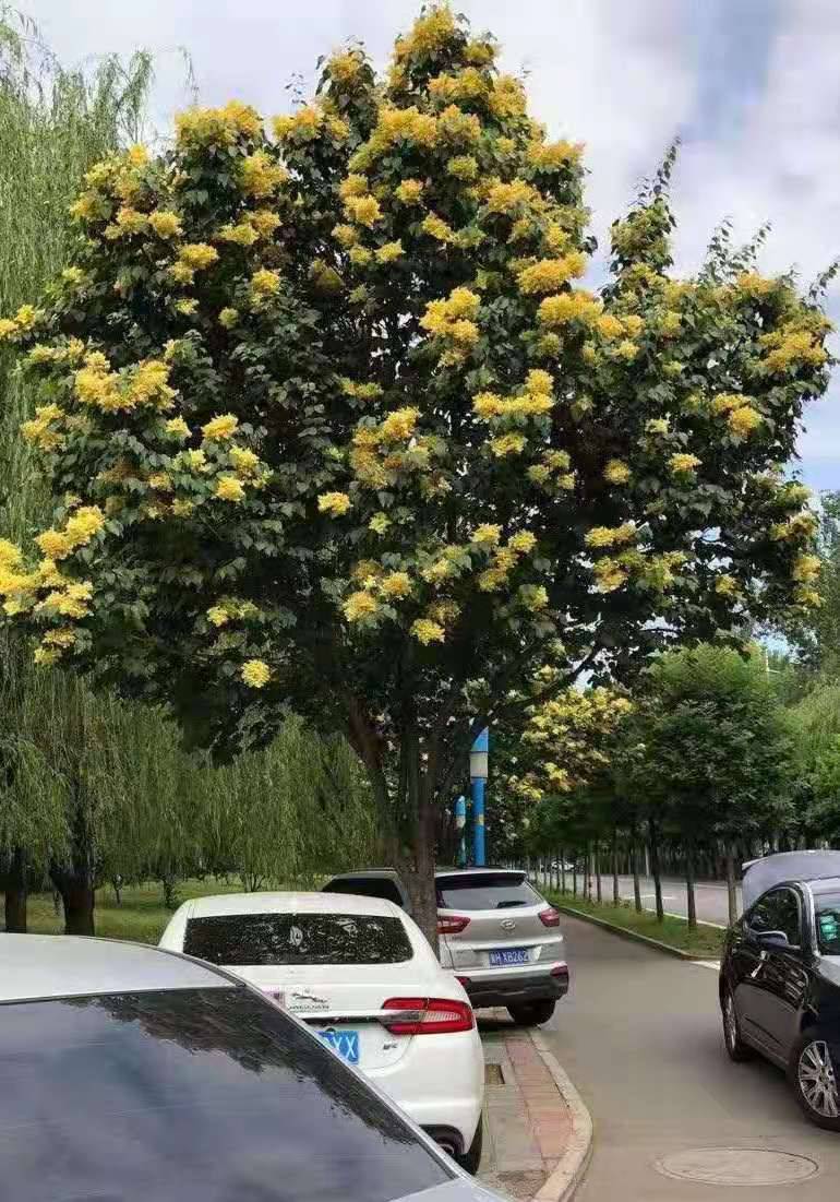 黄金丁香树图片