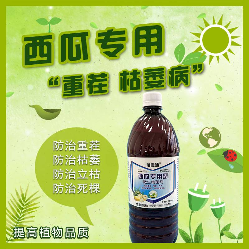 西瓜重茬种植技术种西瓜可以重茬吗西瓜几年可以重茬种植治西瓜枯萎病