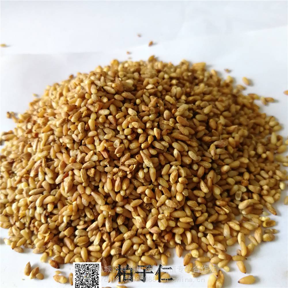 中药材柏子仁功效作用柏实柏子柏仁侧柏子柏子实柏子霜